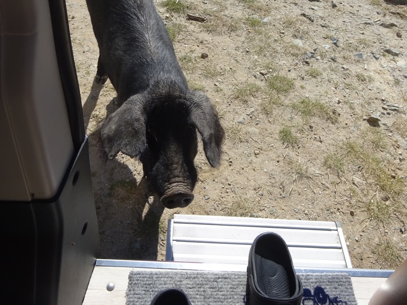 Korsika Halbwildschwein